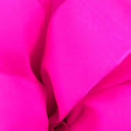 Shocking Pink Wired Premium Grosgrain Ribbon